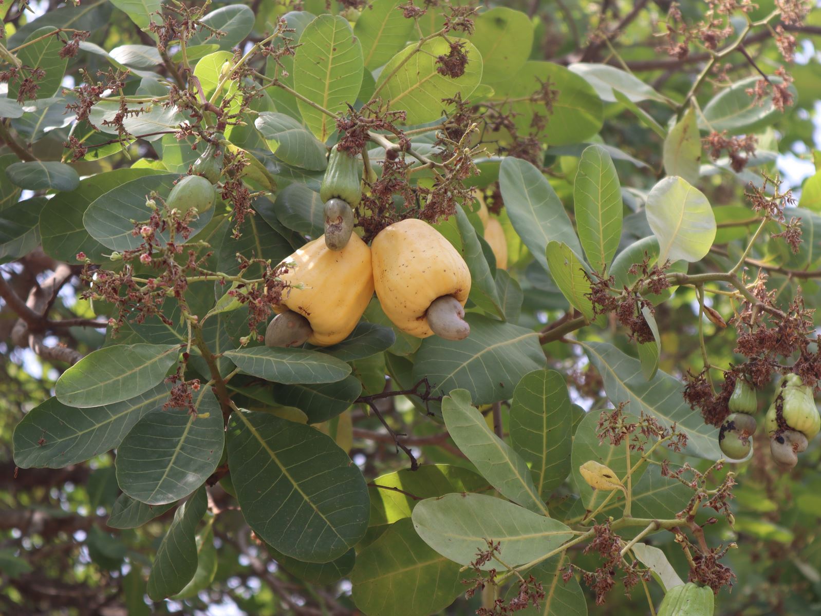 L'anacarde