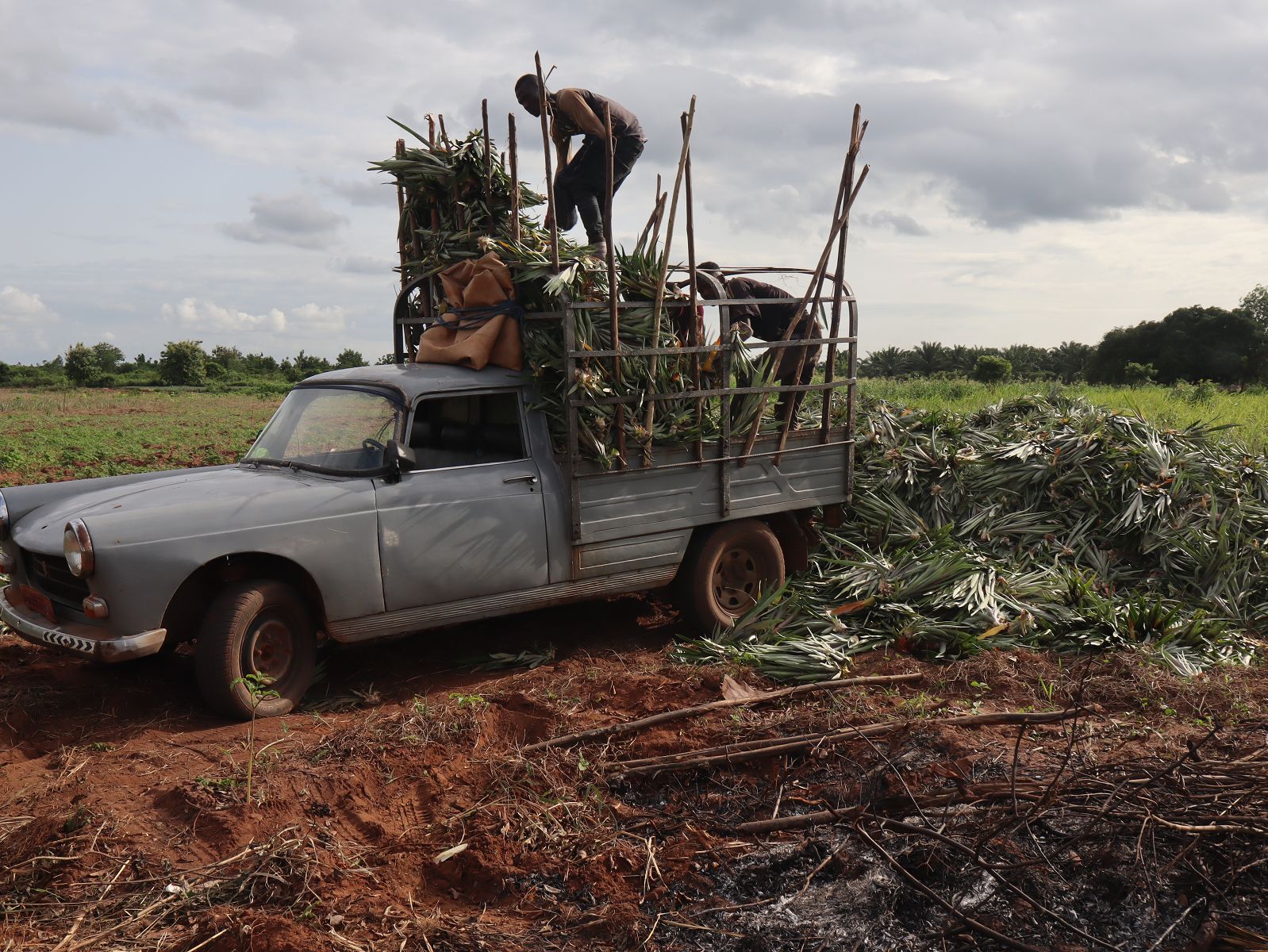 Transport de rejets dans un champ d'ananas
